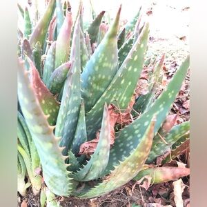Soap Aloe Vera Plant small